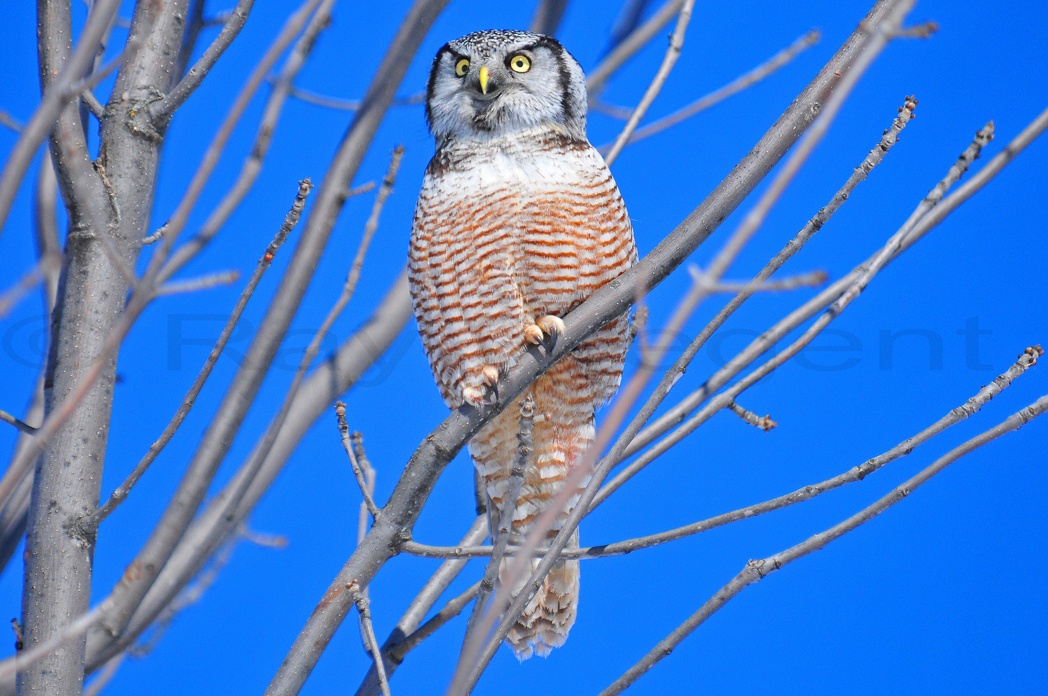 Northern Hawk Owl by Ray Pregent Wildlife photographer - Photo 98693445 ...