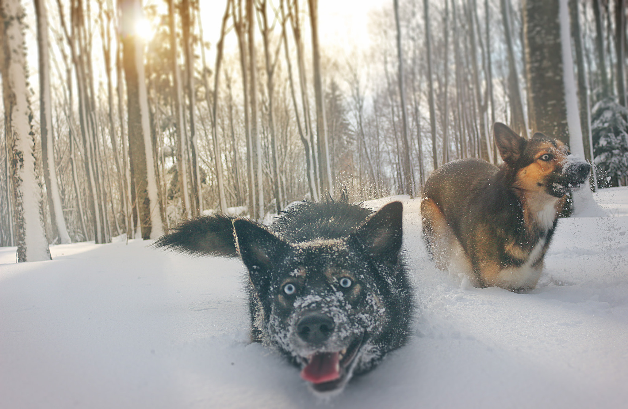 Snow sisters