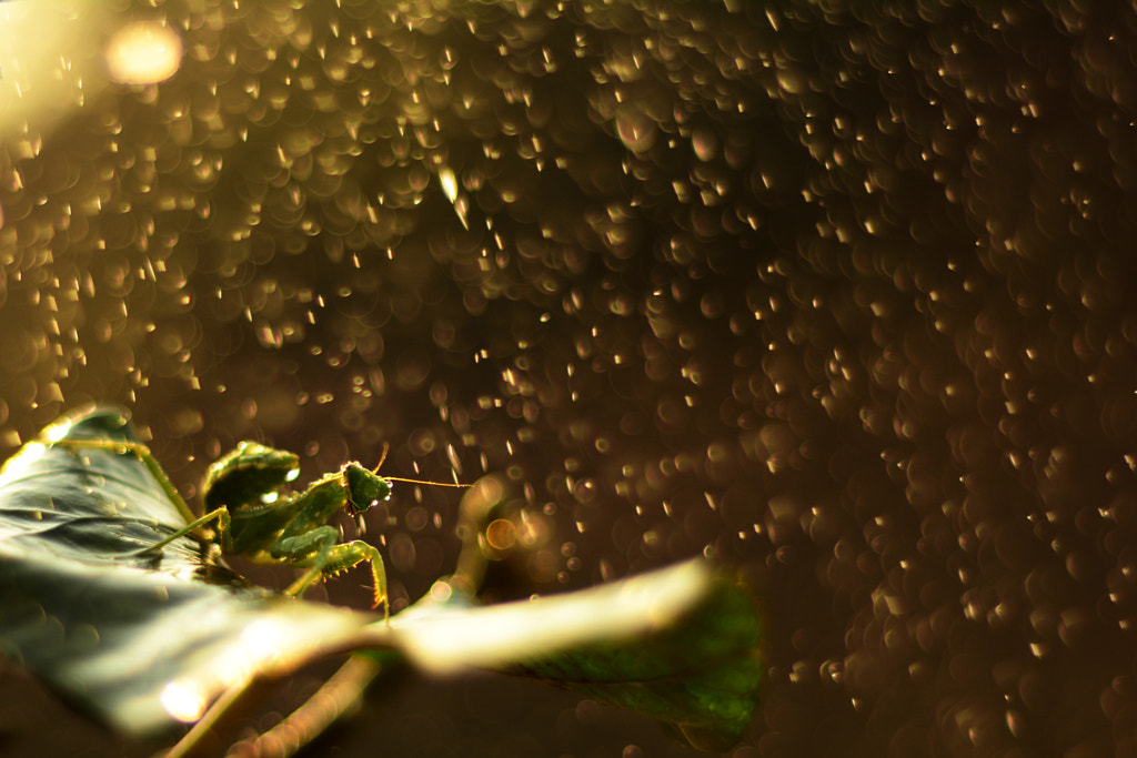 Diamond Showers by Vaidehi Naik on 500px.com