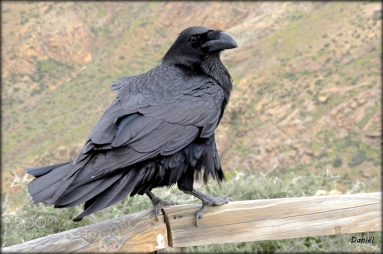 Sony Cyber-shot DSC-HX300 sample photo. Carrion-crow ... .. . photography