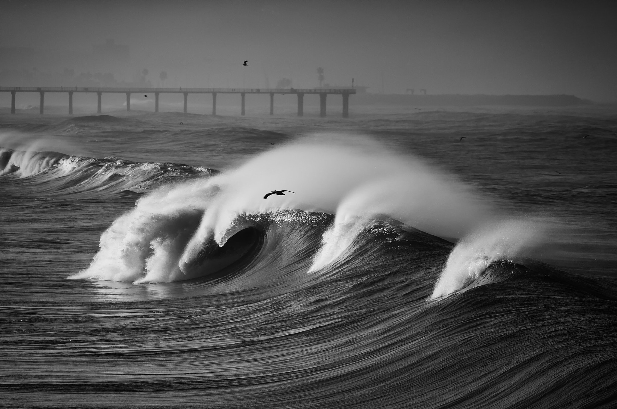 Hermosa Beach Wave & Pelican No. 1