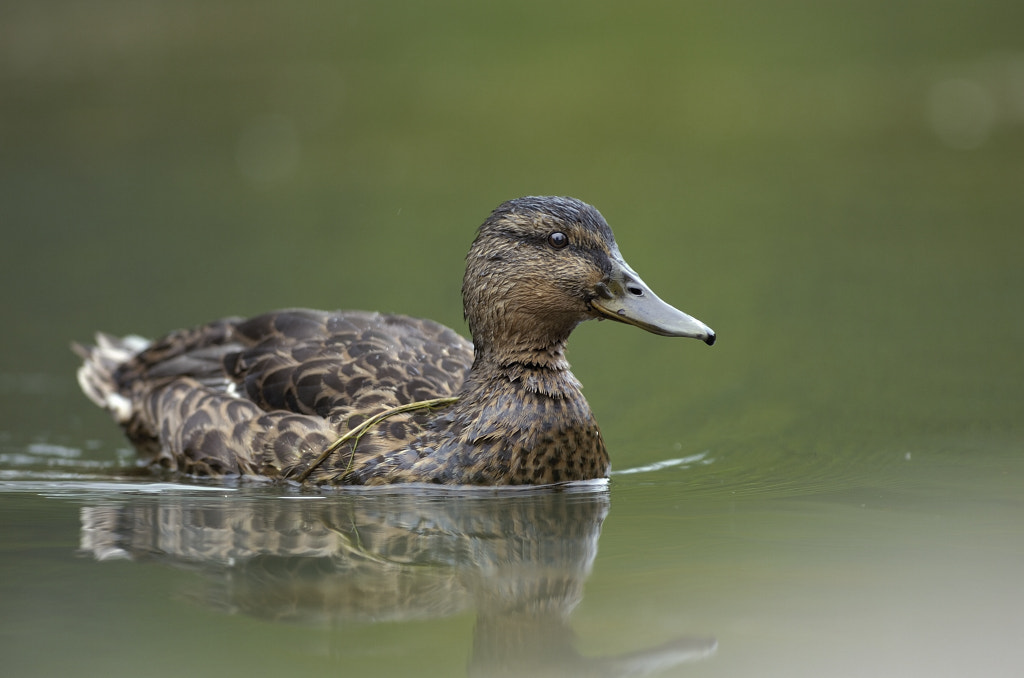 Female duck by Bert  de Tilly on 500px.com