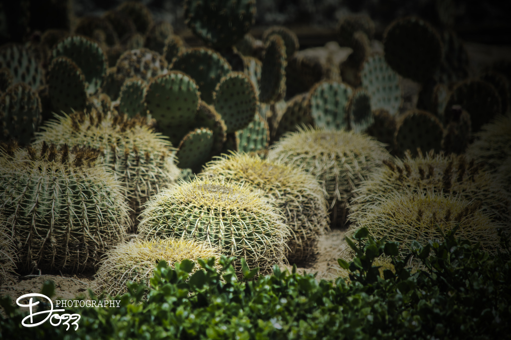 green Cactus