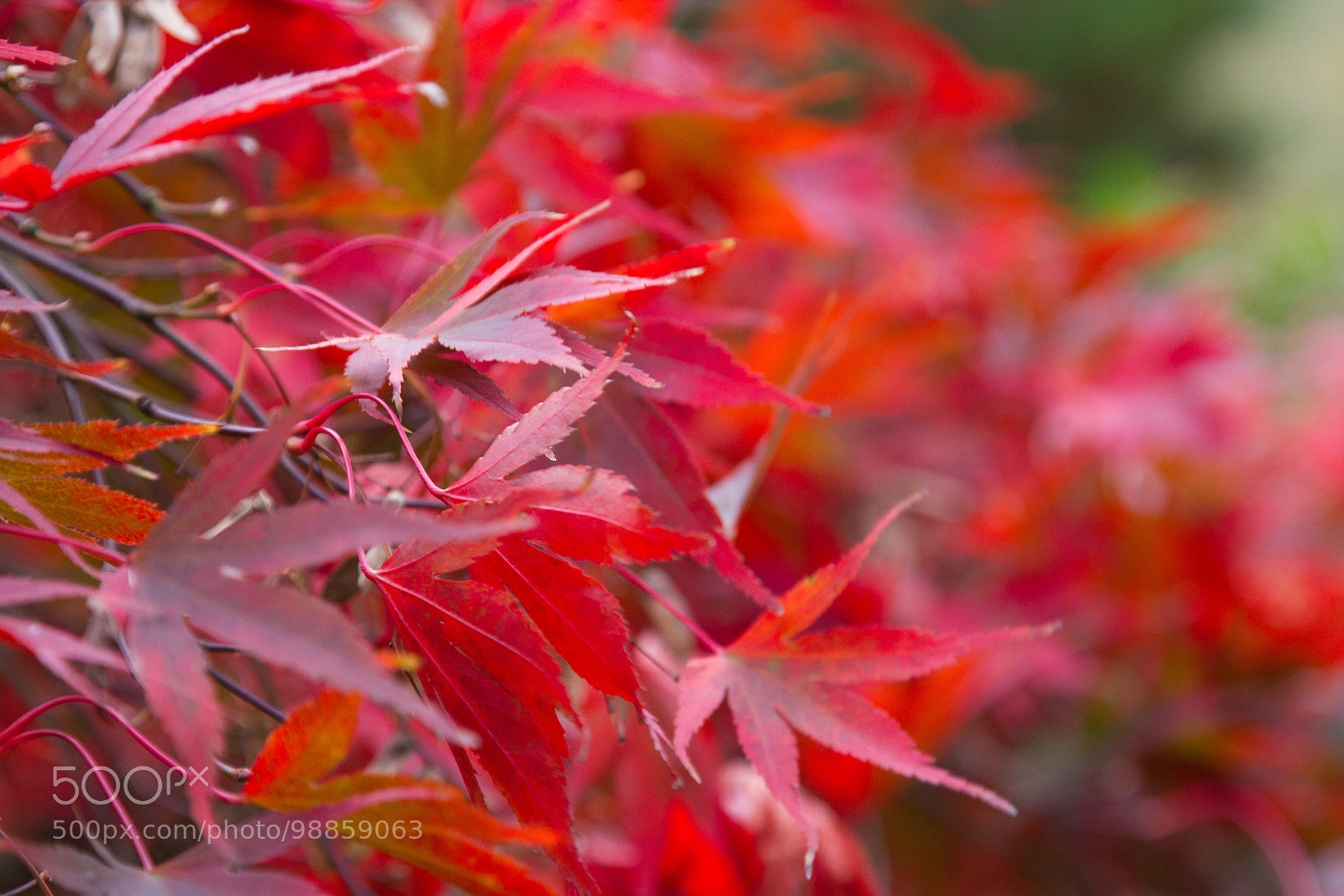 Canon EOS 7D sample photo. Untitled photography