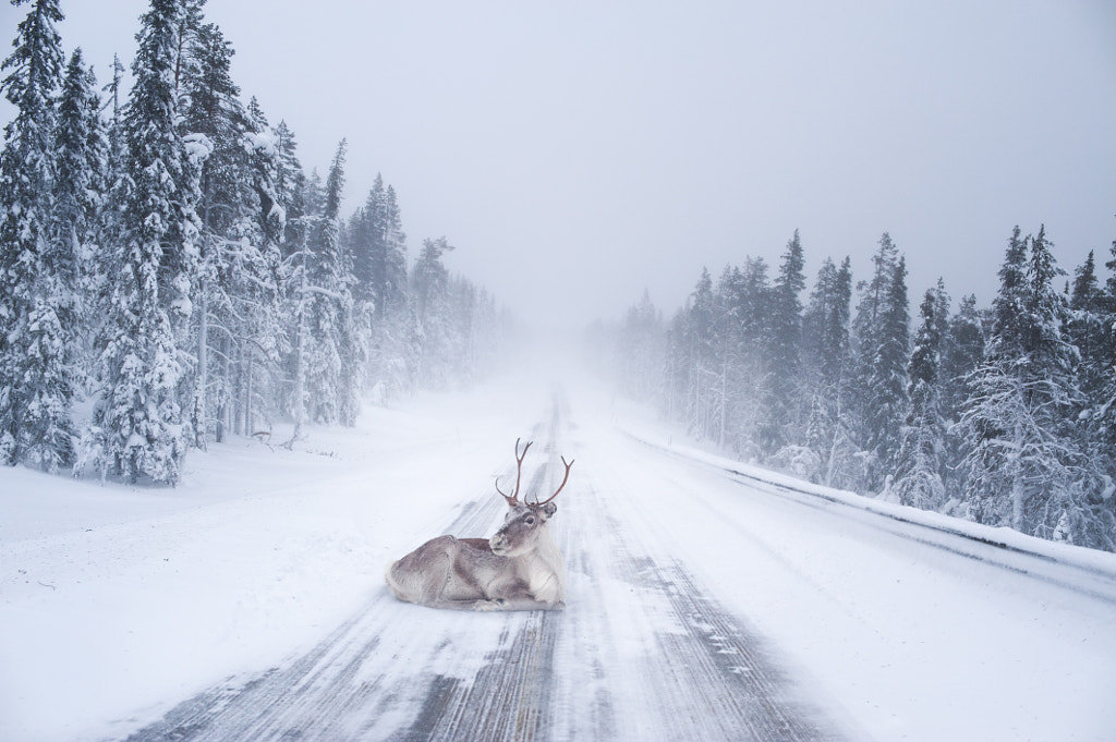 Reindeer heating up by Konsta Punkka on 500px.com