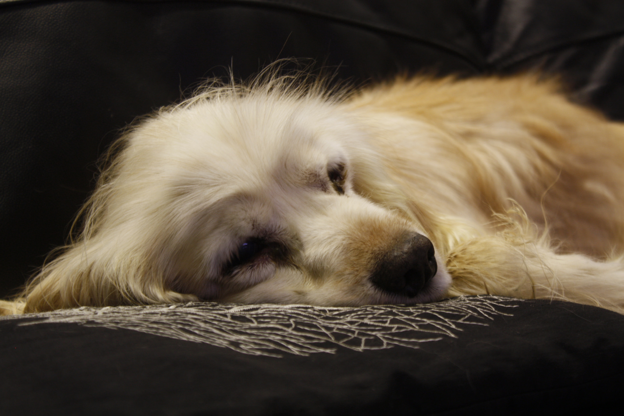 14-years-old cocker spaniel