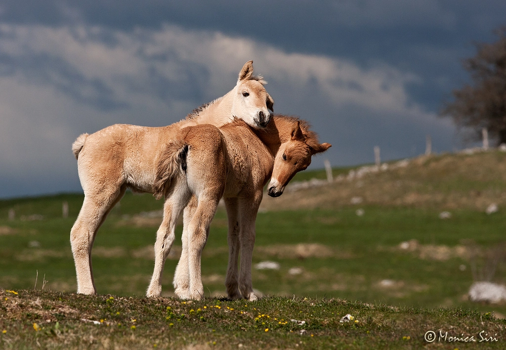 Brotherhood by Monica Siri on 500px.com