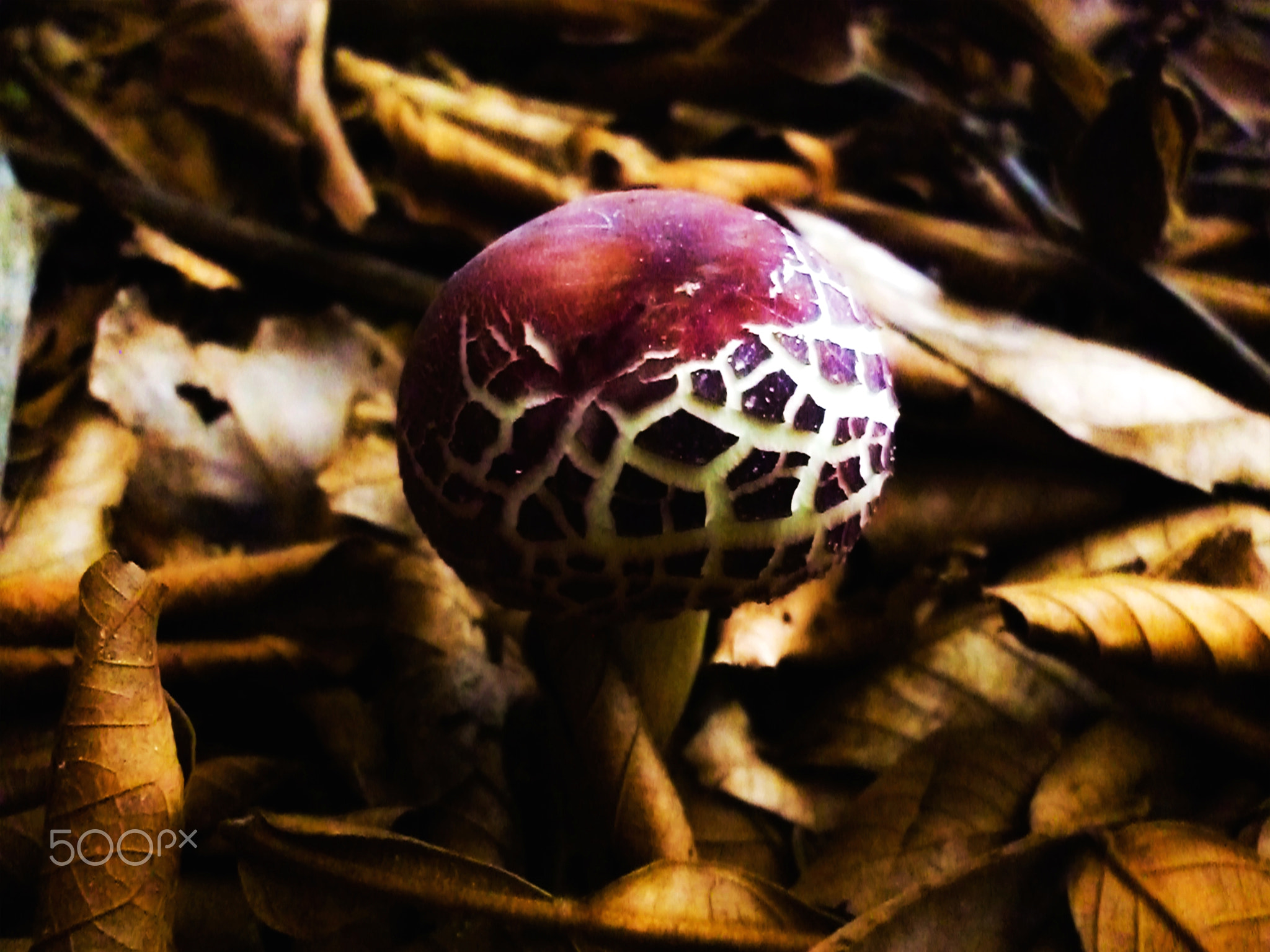 mushroom'