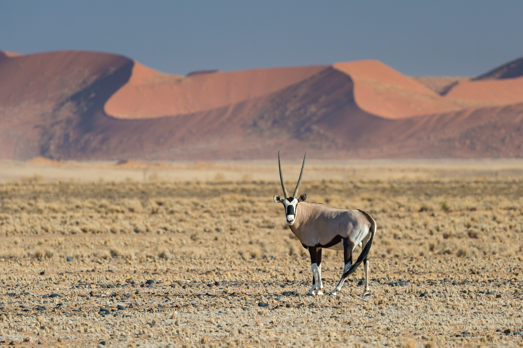 1337x Watch Dune [2020] Movie Online nainzokuのブログ 楽天ブログ