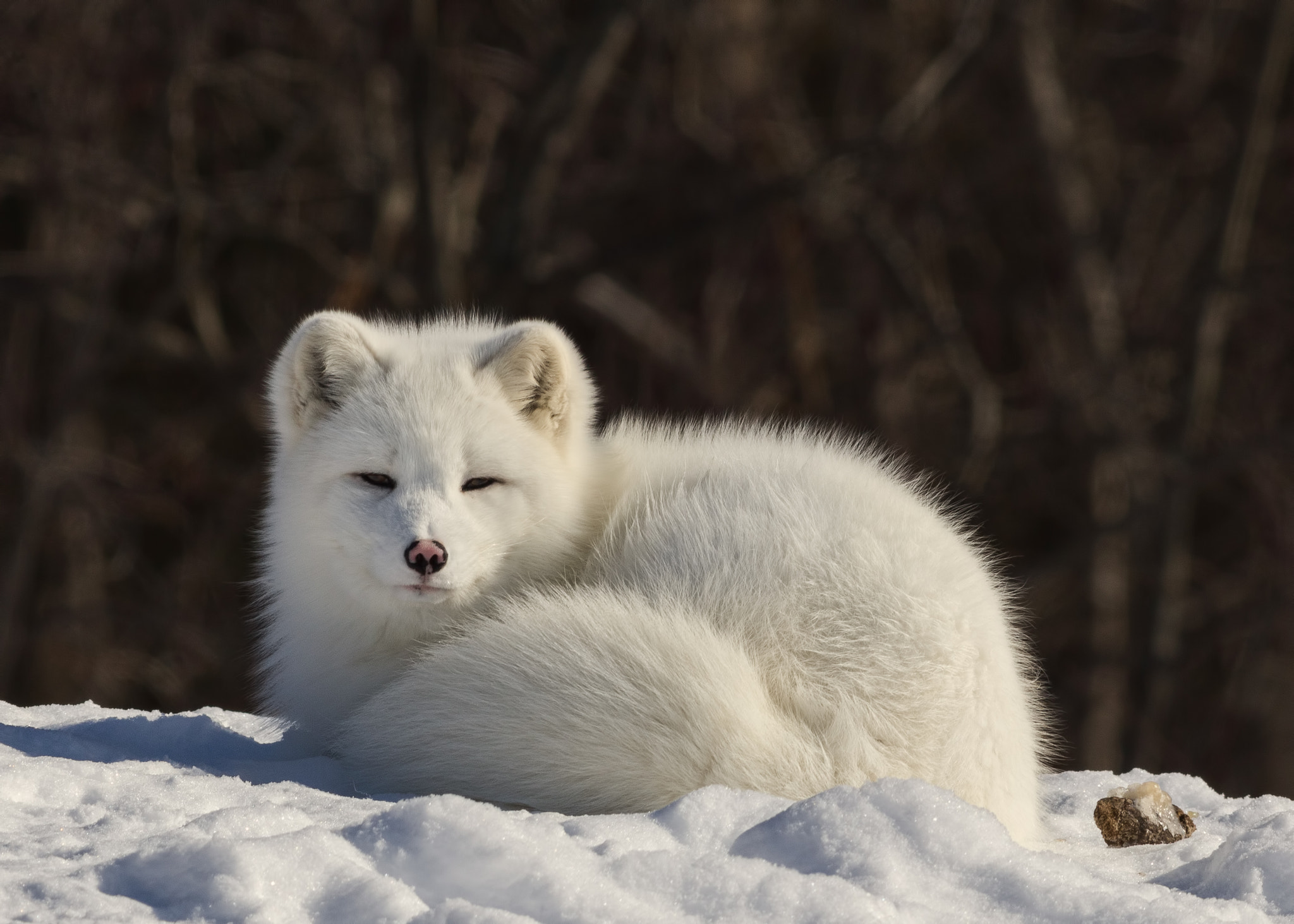 Arctic Fox Renard Polaire By Lucie Gagnon 500px