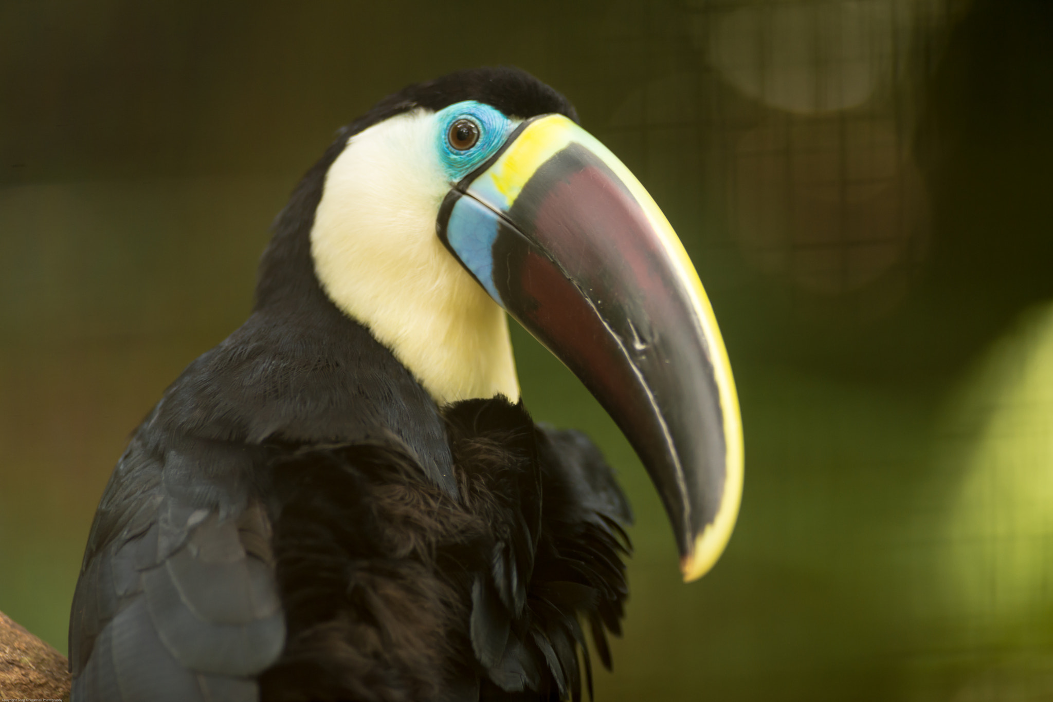 The stare..Toucan play at that game
