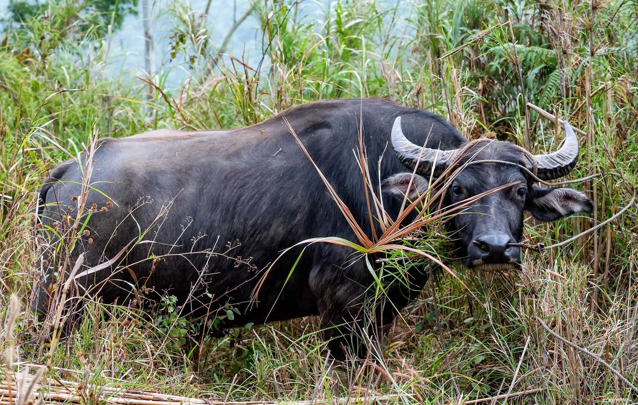 Carabao by Will Hoffman - Photo 99237741 / 500px