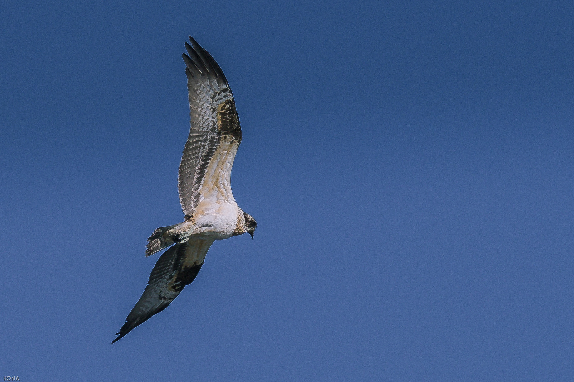 Nikon AF-S Nikkor 400mm F2.8G ED VR II sample photo. Msago photography