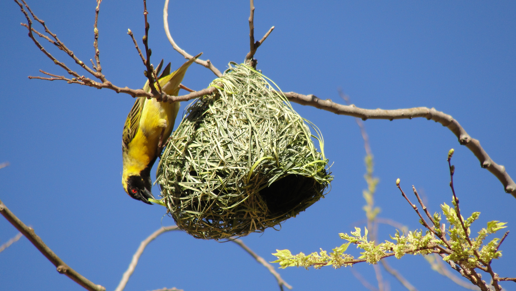 Tailor Bird Building Nest