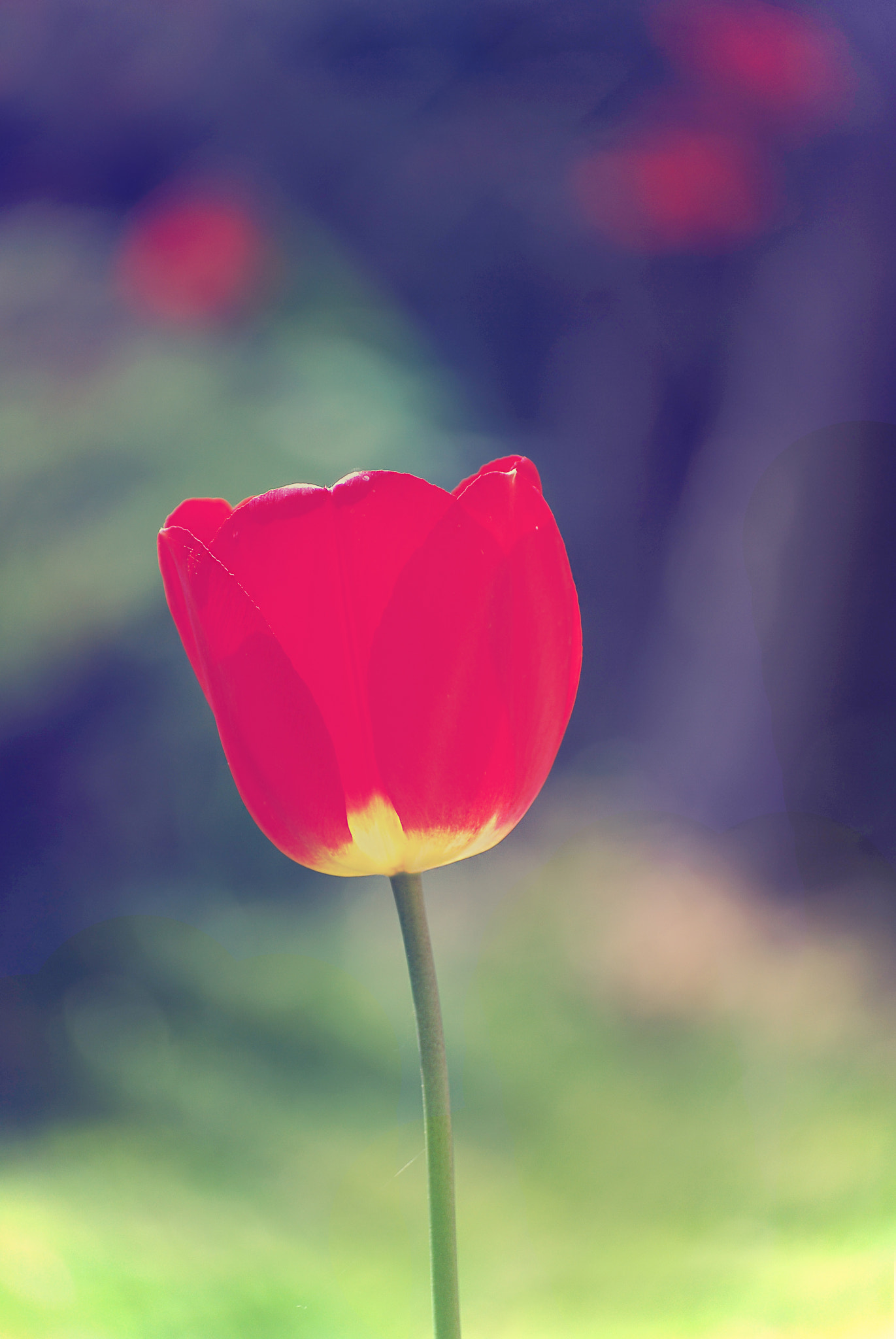 Mr Tulip