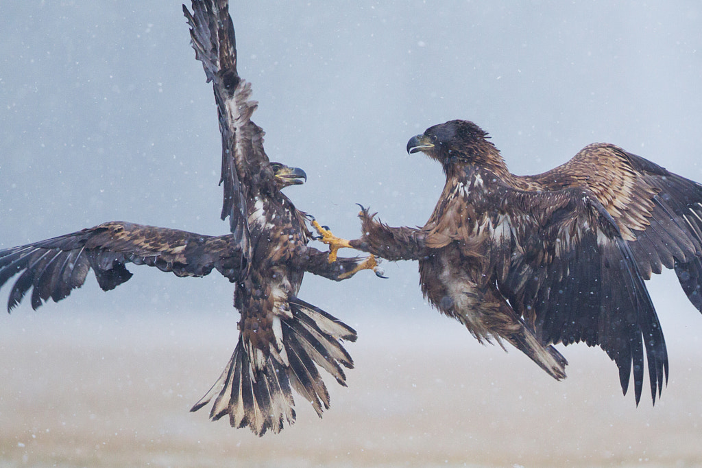 Juveniles' fight by Sylwia Domaradzka on 500px.com