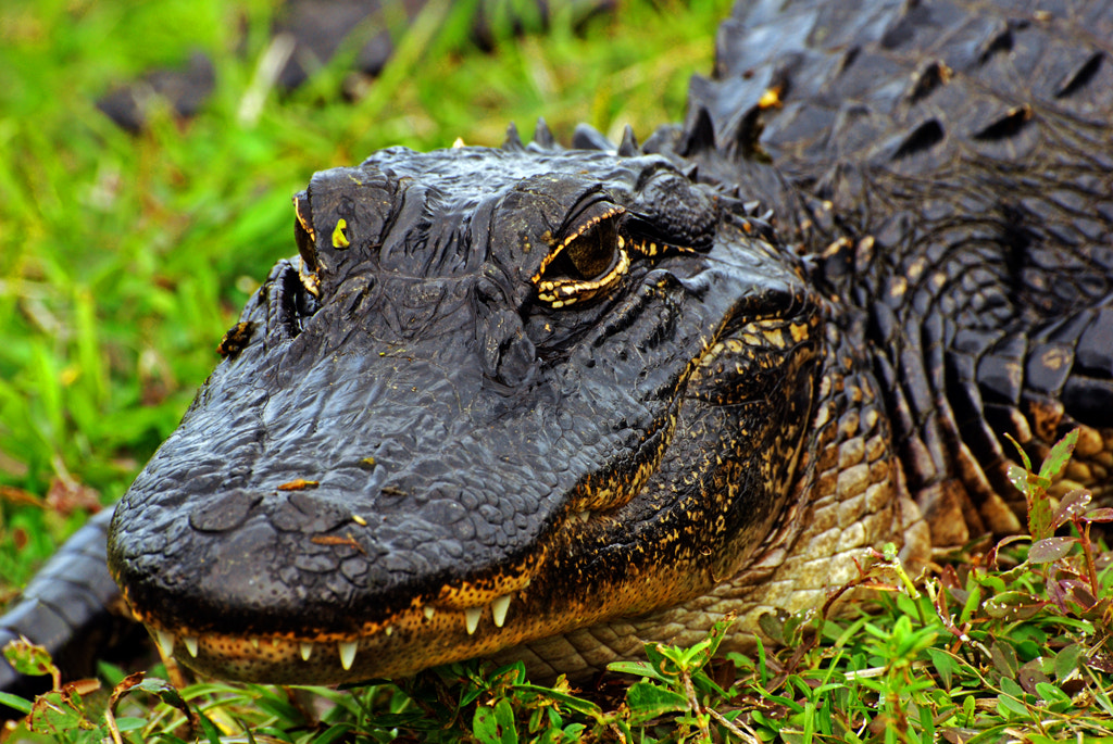 Photograph Young Gator by Michael Skelton on 500px