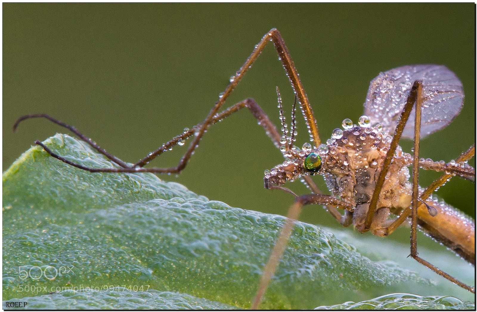 Canon EOS 60D sample photo. Tipula photography