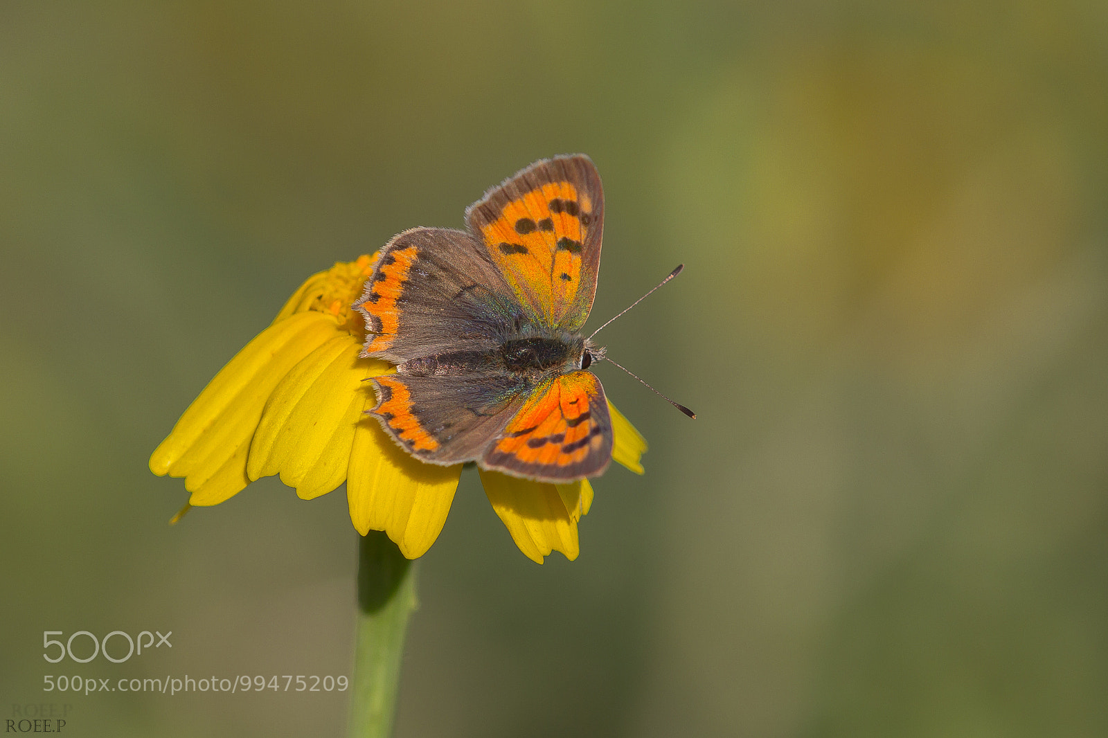 Canon EOS 60D sample photo. Small copper the common photography