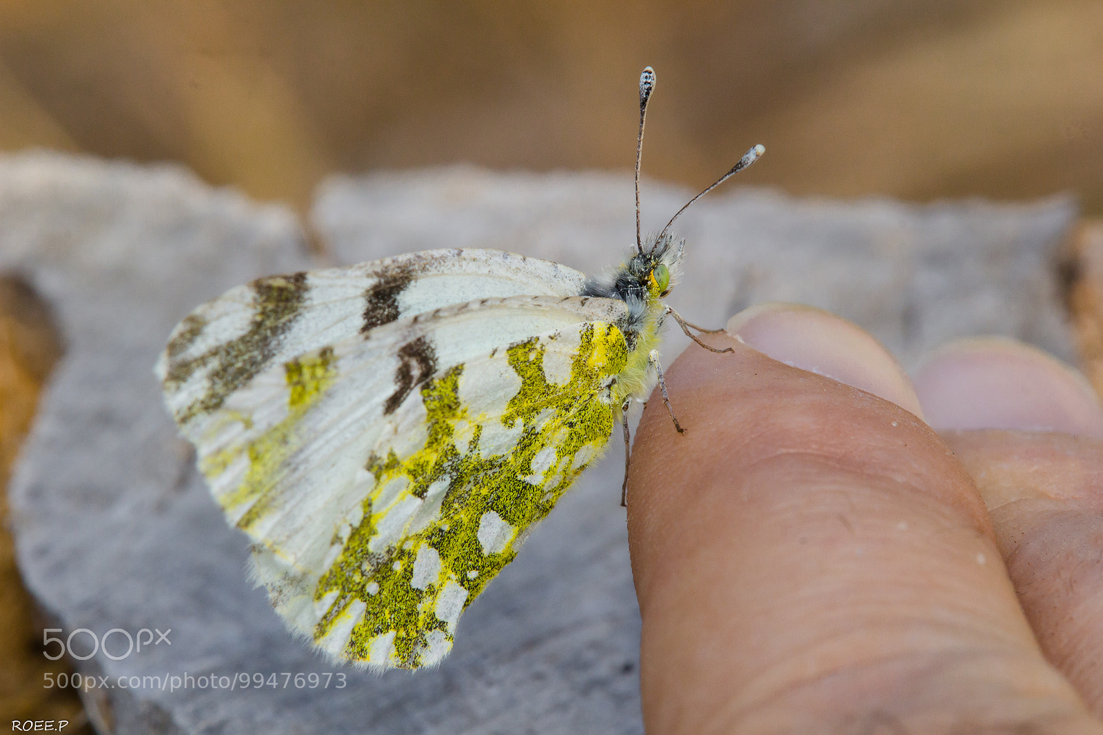 Canon EOS 60D sample photo. Eastern dappled white photography
