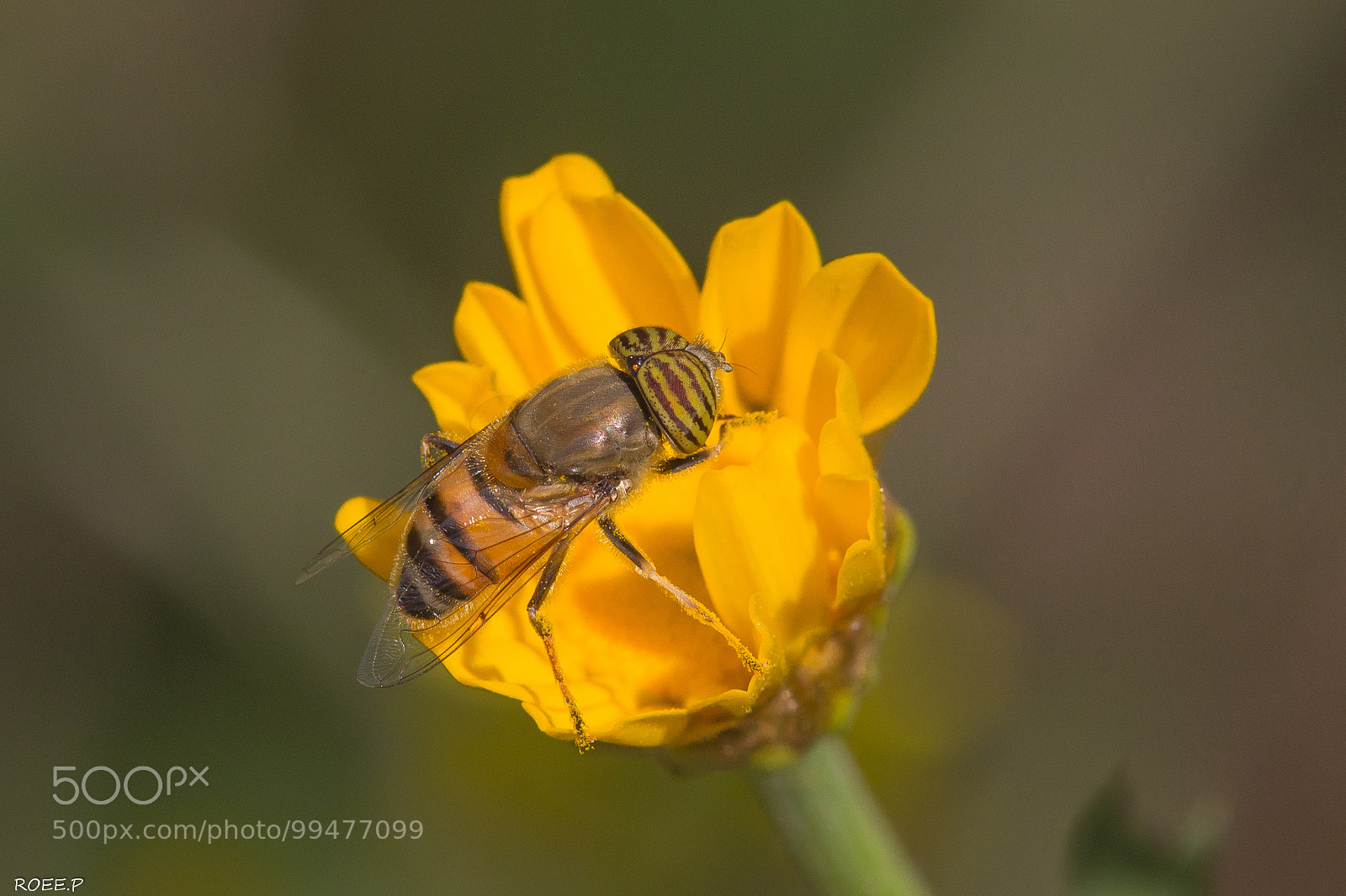 Canon EOS 60D sample photo. Band-eyed drone fly photography