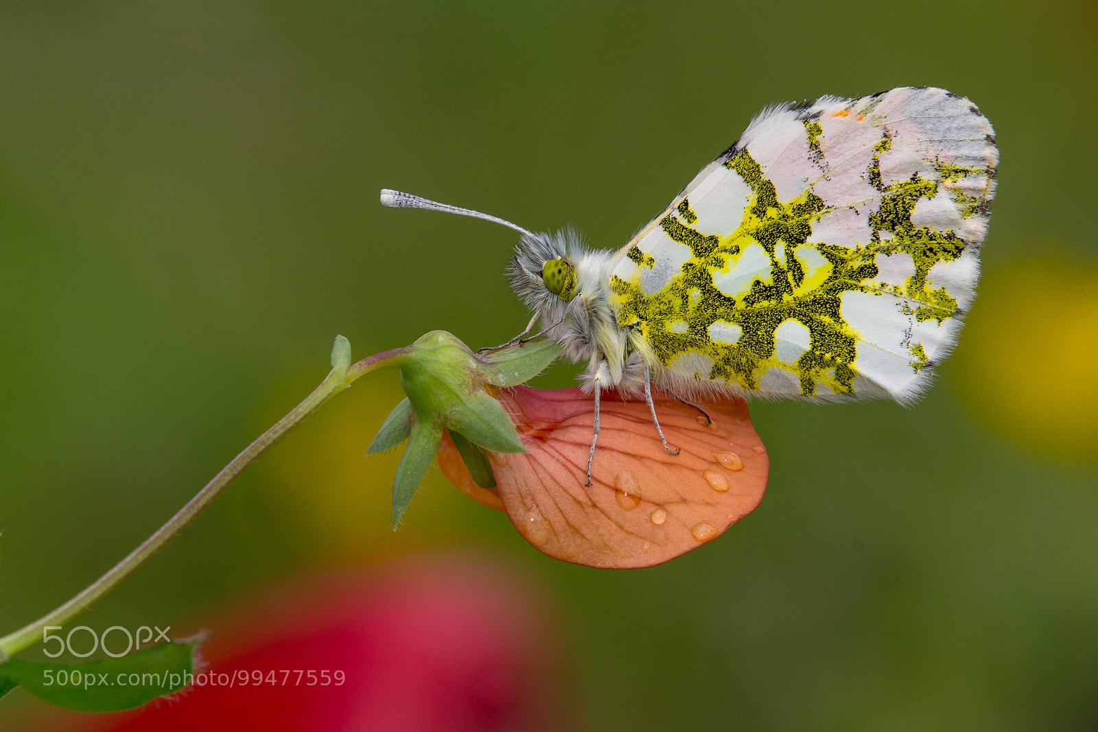 Canon EOS 60D sample photo. Orange tip photography