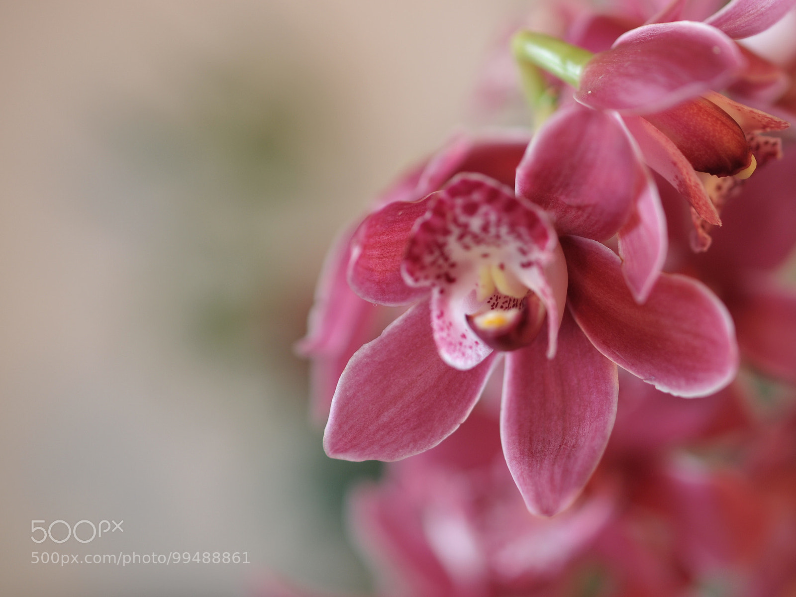 Olympus PEN E-P1 sample photo. Gentle orchid photography