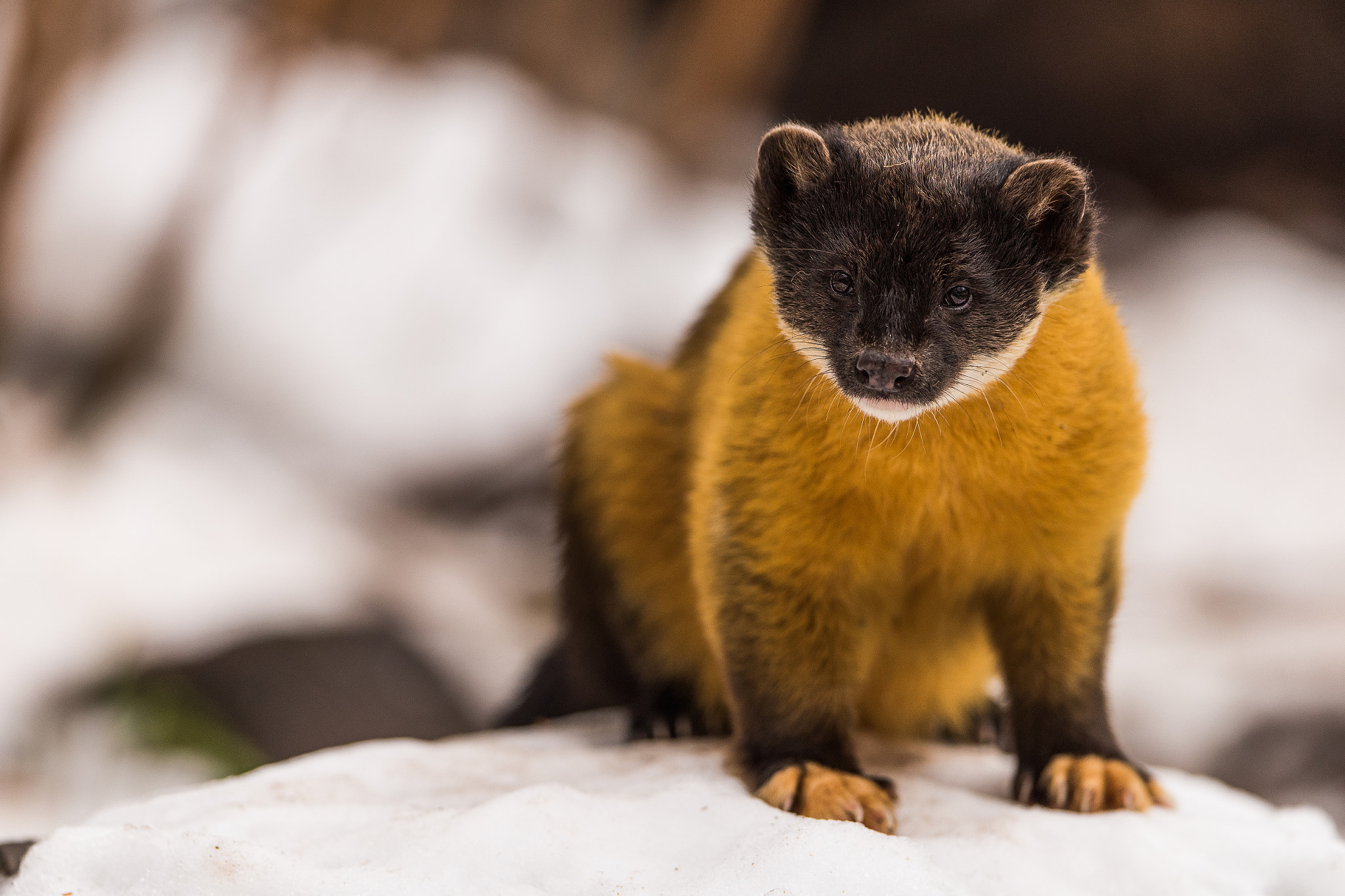 Yellow throated Marten