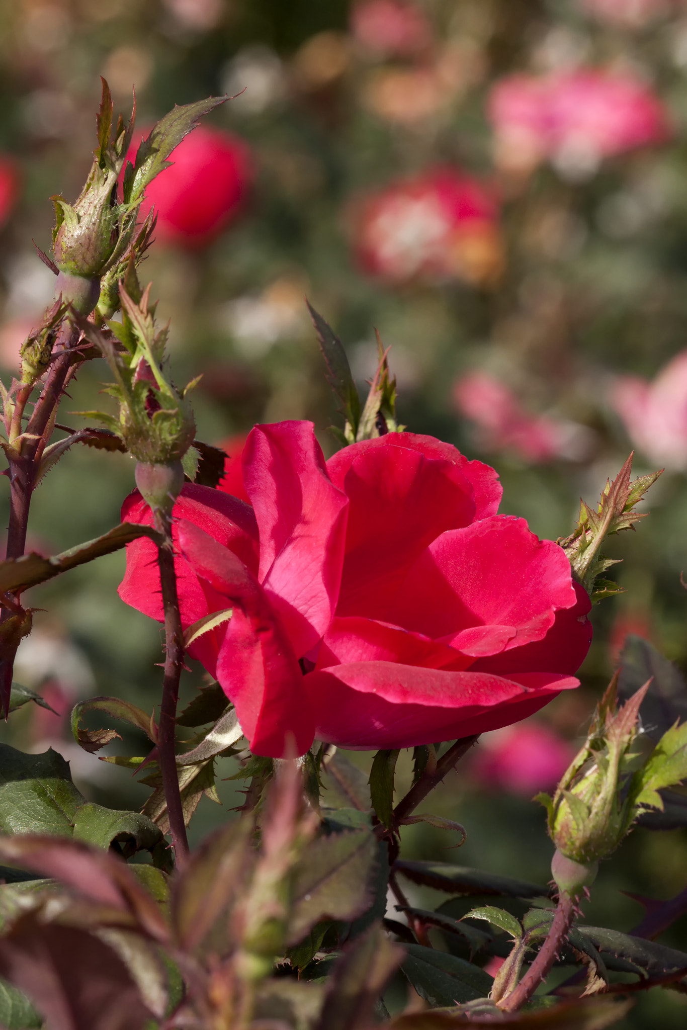 September blossoms