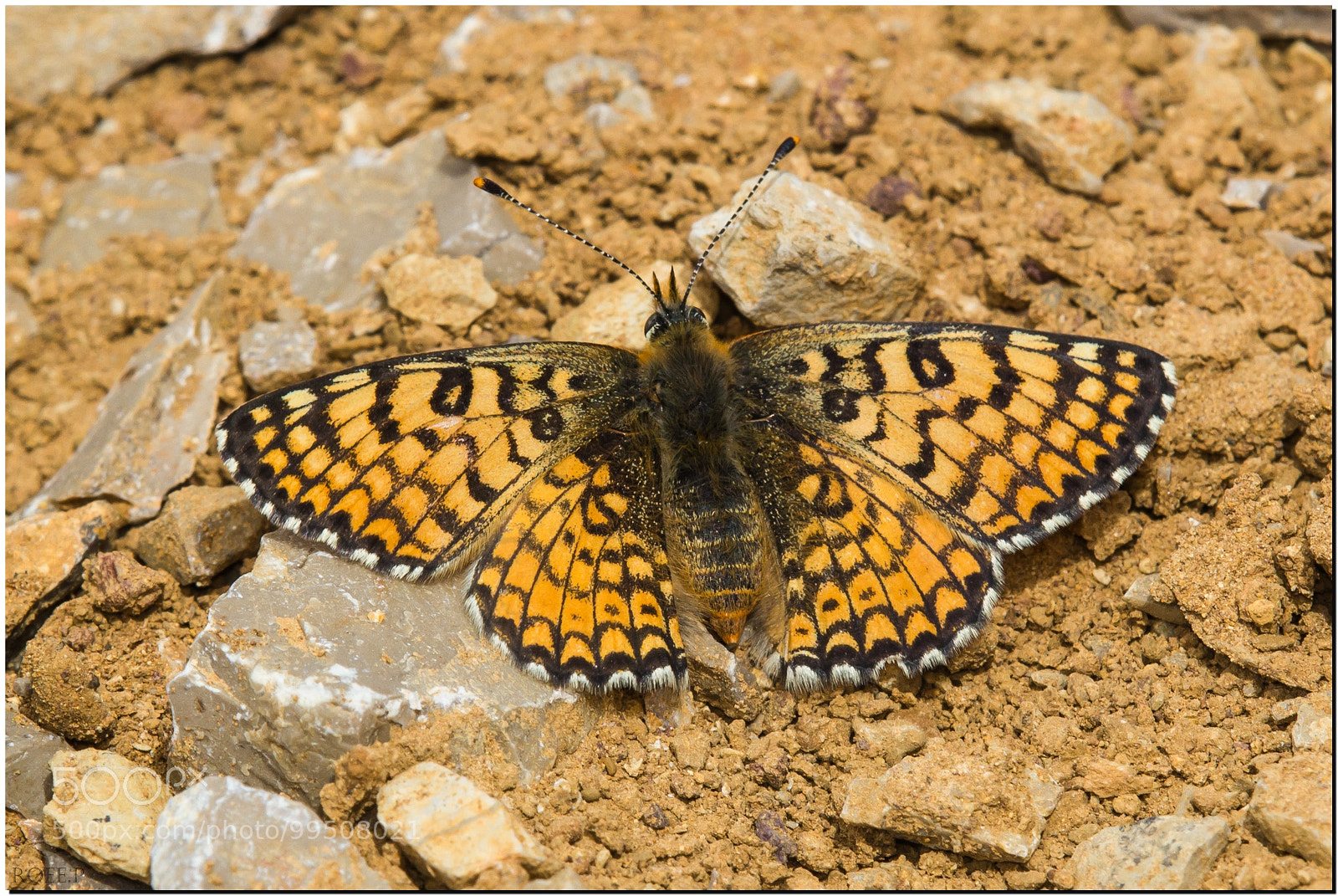 Canon EOS 60D sample photo. Glanville fritillary photography