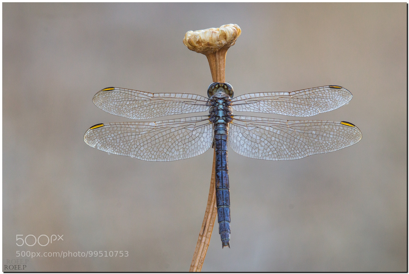 Canon EOS 60D sample photo. Dragonfly sleeping photography