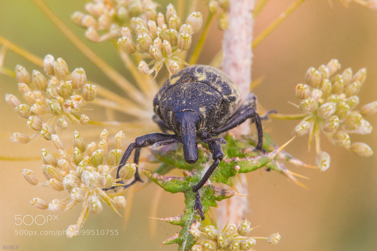Canon EOS 60D sample photo. A weevil photography