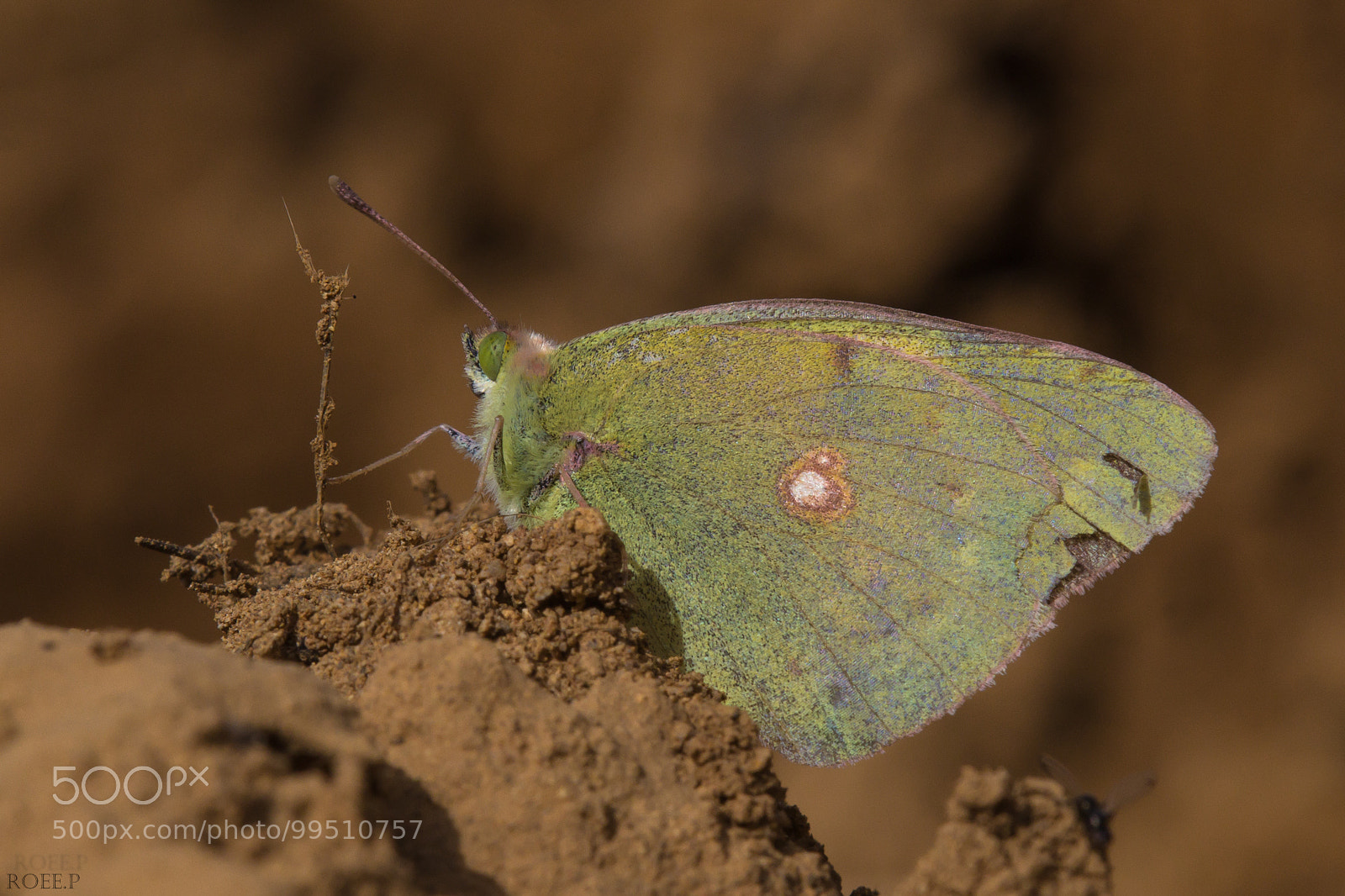 Canon EOS 60D sample photo. Greek clouded yellow dawn photography