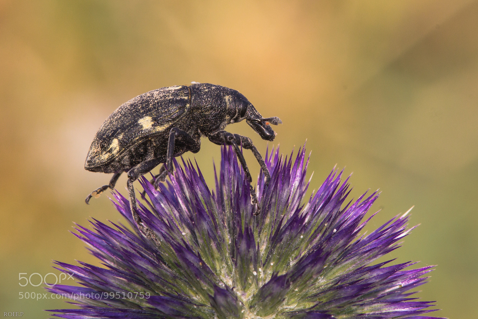 Canon EOS 60D sample photo. A weevil on echinops photography