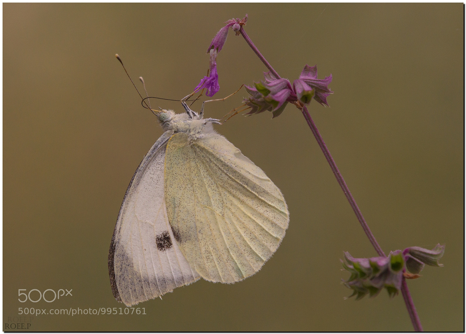 Canon EOS 60D sample photo. The large white cabbage photography