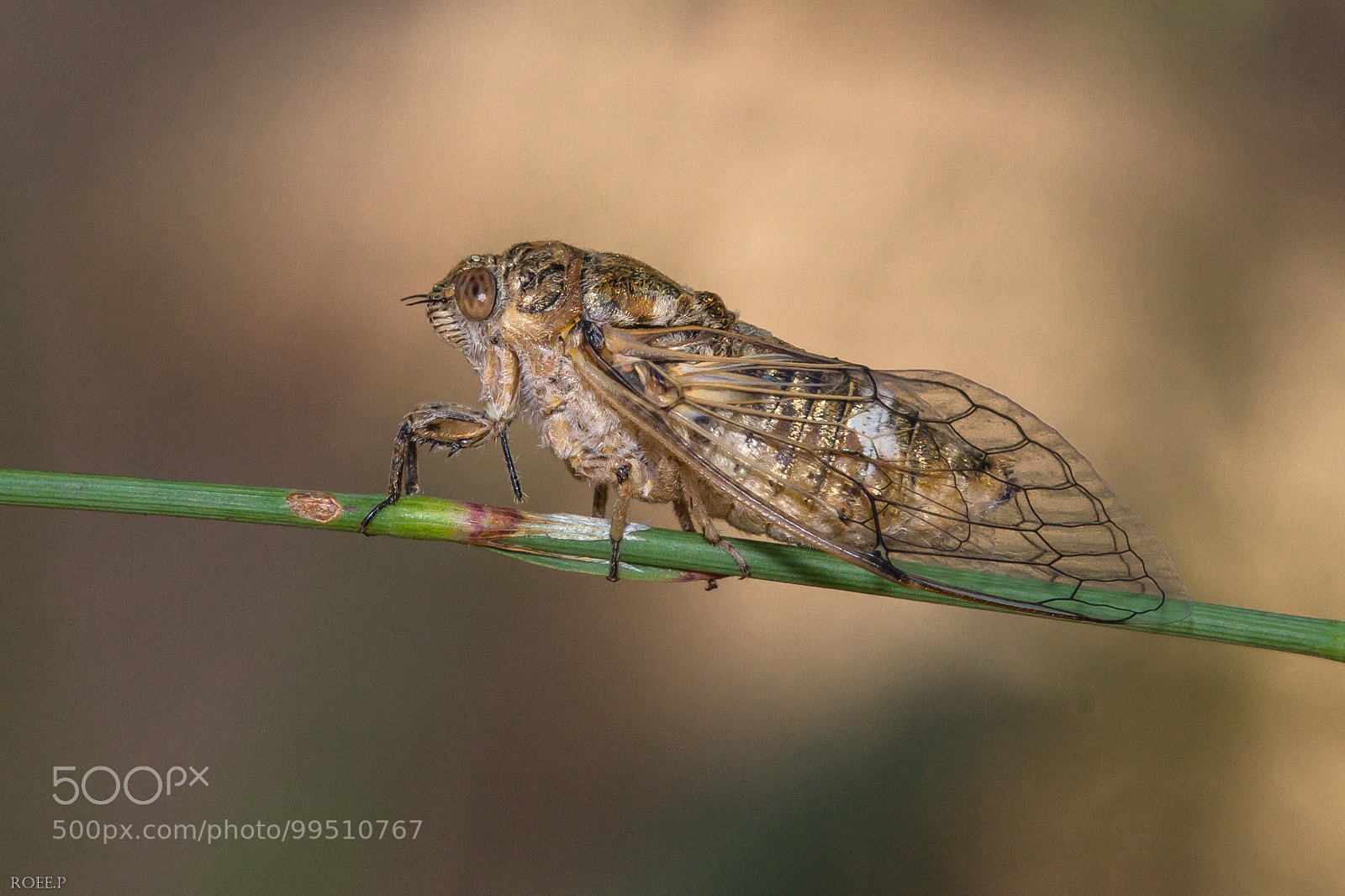 Canon EOS 60D sample photo. Cicada photography