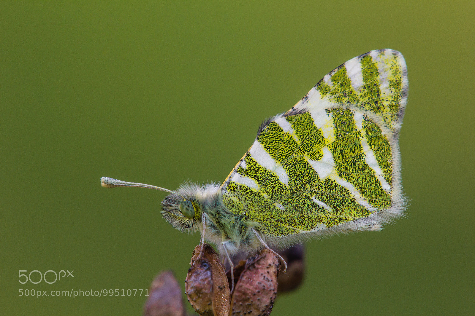 Canon EOS 60D sample photo. Green-striped white photography