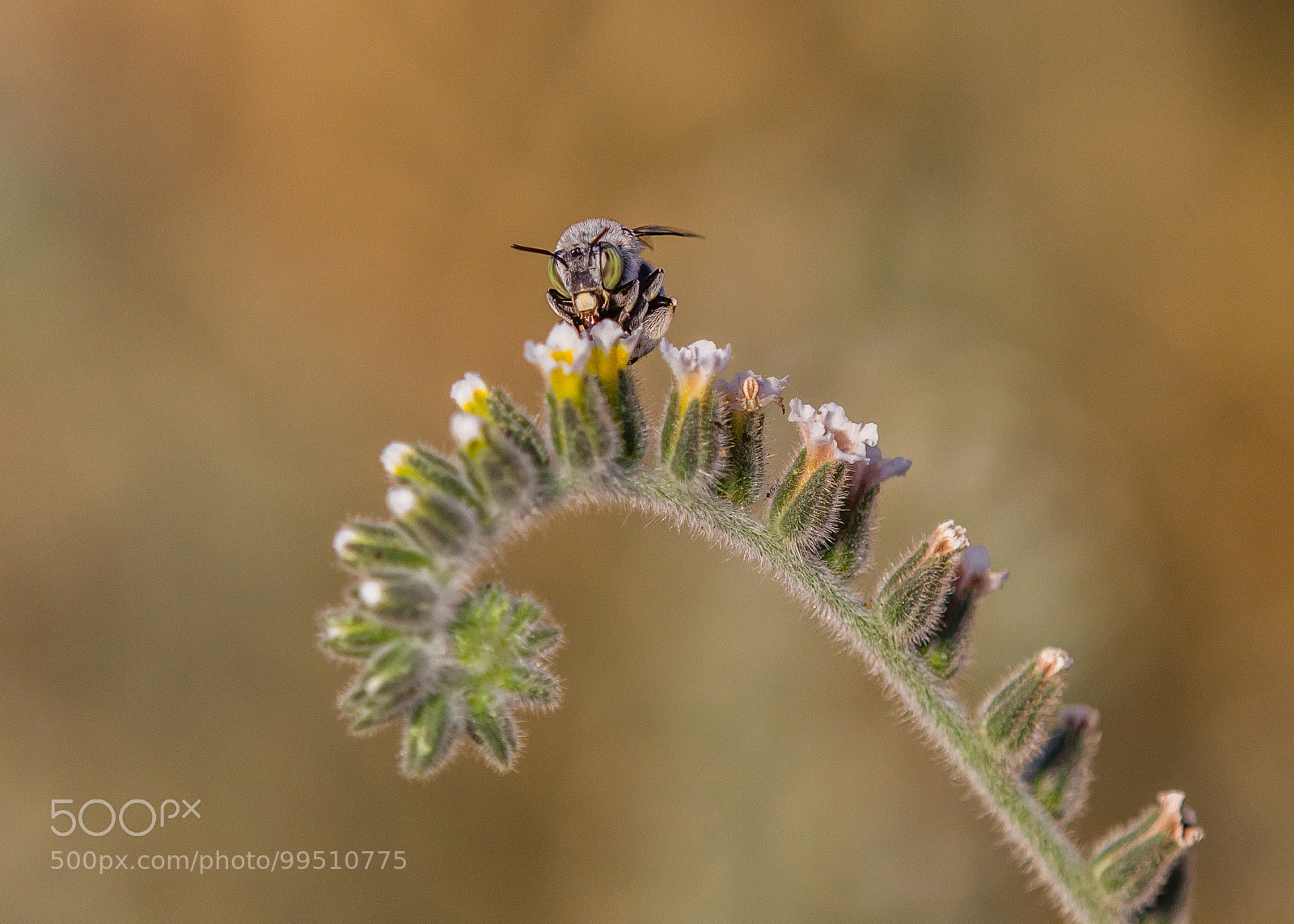 Canon EOS 60D sample photo. Solitary bee photography
