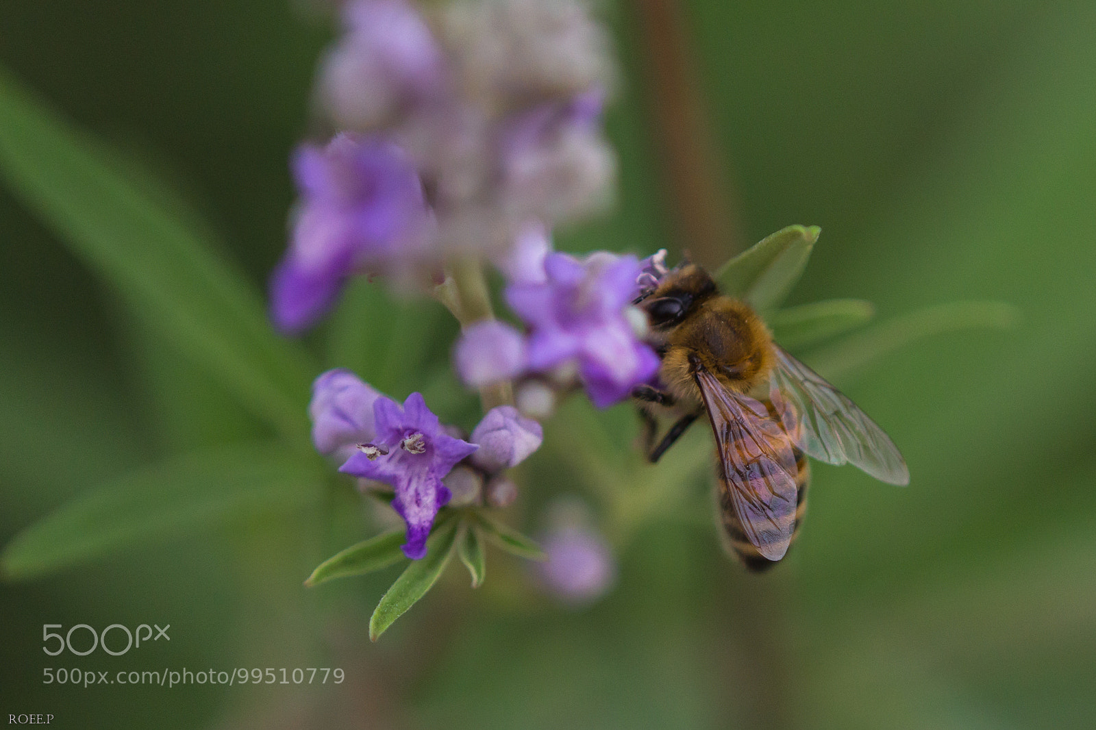 Canon EOS 60D sample photo. Honey bee photography