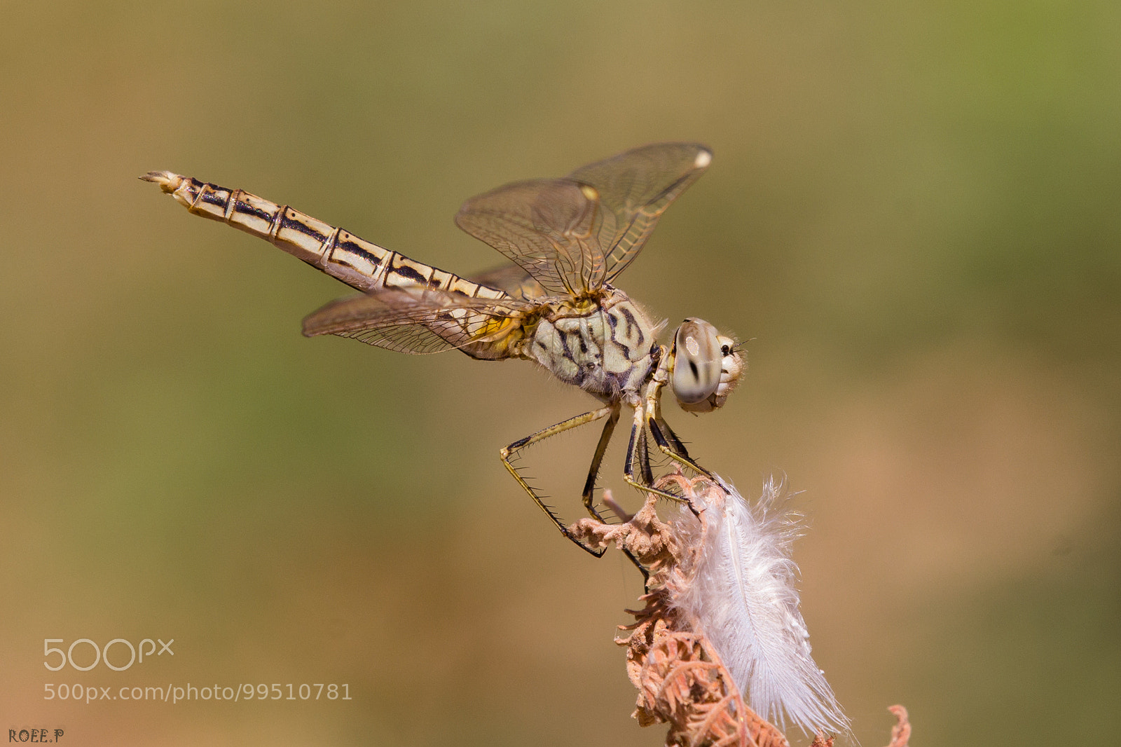 Canon EOS 60D sample photo. ☿ dragonfly photography
