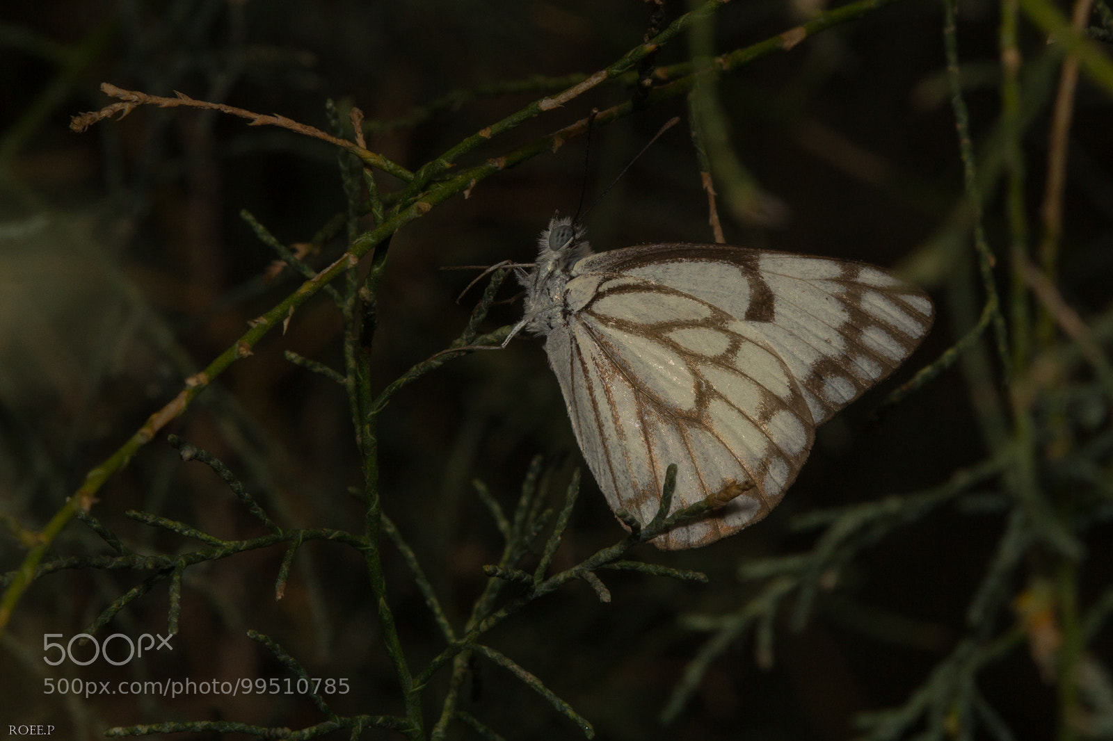 Canon EOS 60D sample photo. Untitled photography