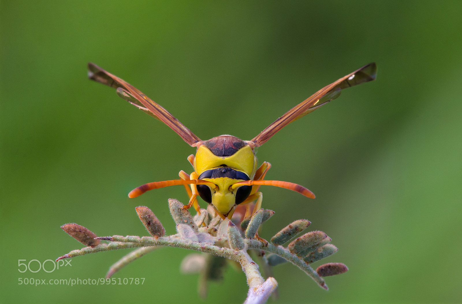 Canon EOS 60D sample photo. A wasp photography