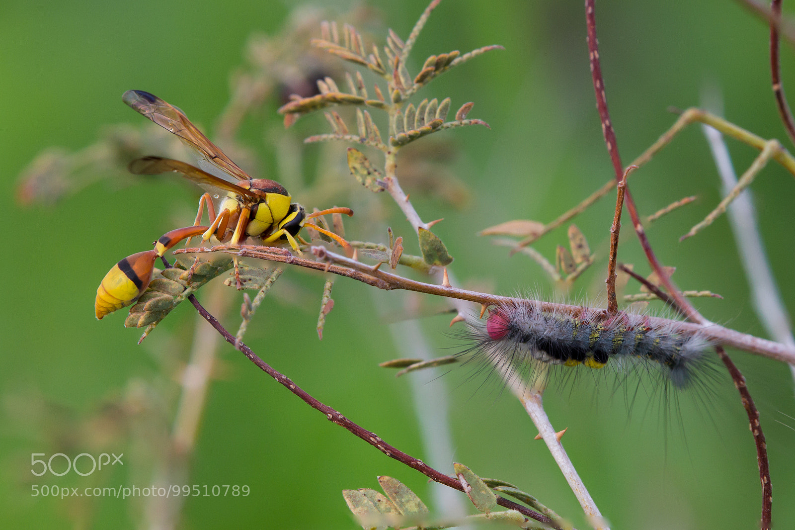 Canon EOS 60D sample photo. Coexistence photography