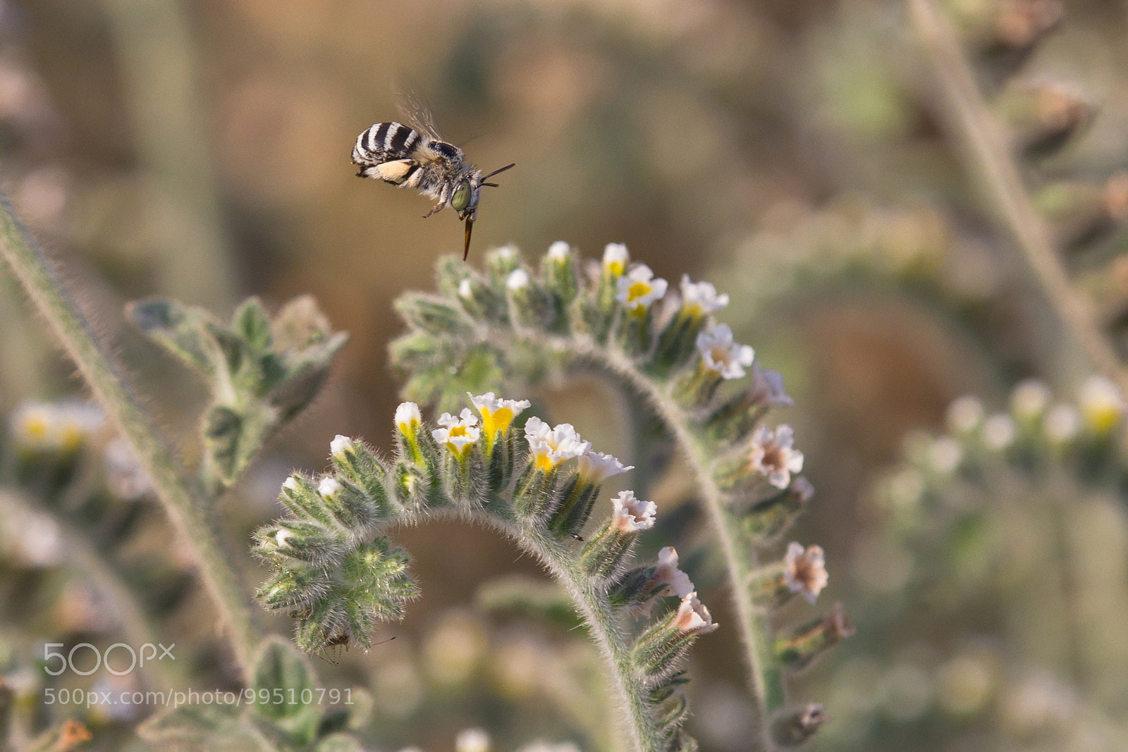 Canon EOS 60D sample photo. Hovering bee photography
