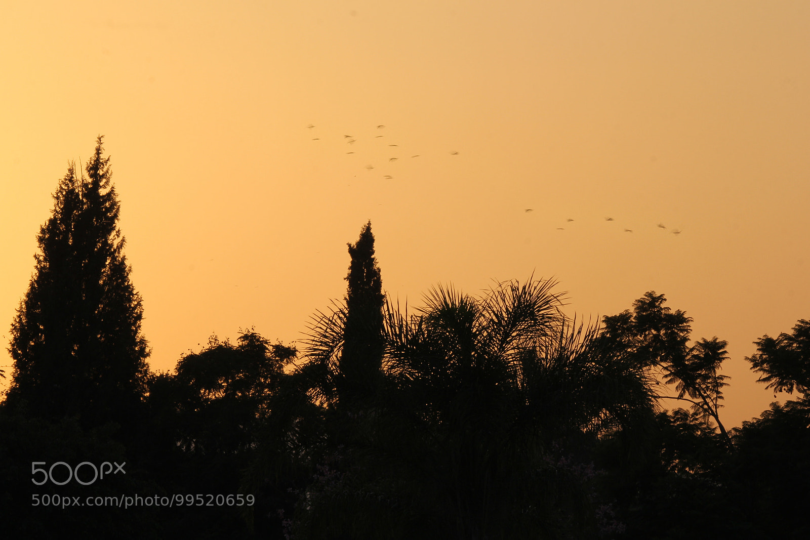Canon EOS 60D sample photo. Outlines of a flock photography