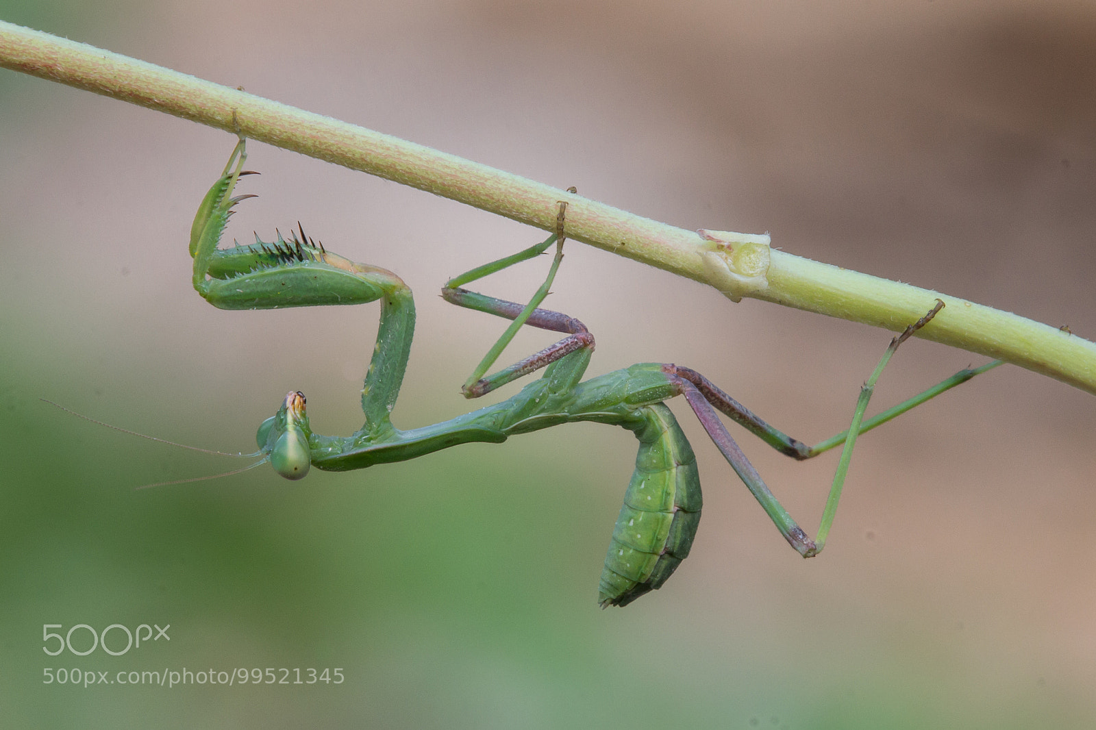 Canon EOS 60D sample photo. Praying mantis working out photography
