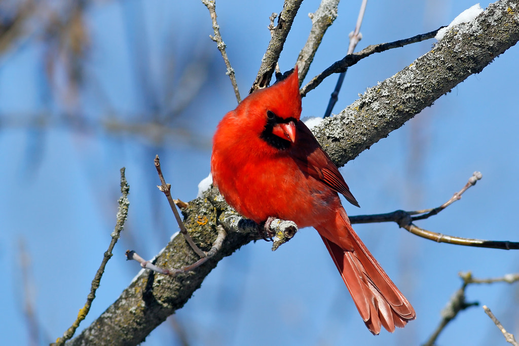 Male Northern Cardinal- birds of illinois - birds of illinois field guide - birds of illinois identification birds of illinois winter
