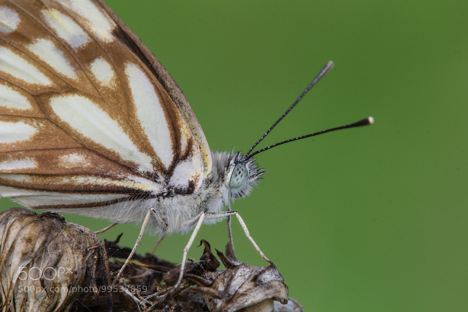 Canon EOS 60D sample photo. African caper white photography