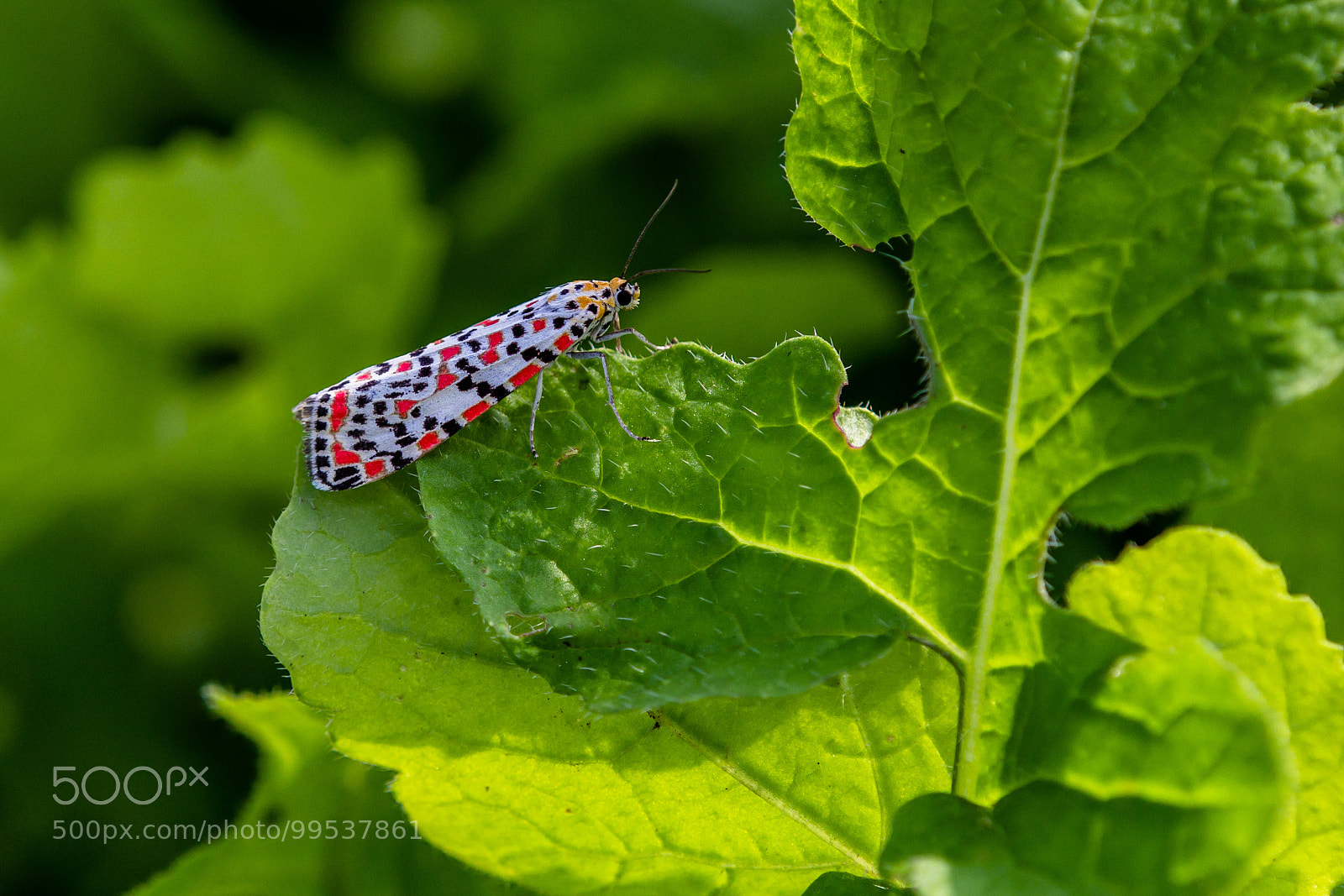 Canon EOS 60D sample photo. The crimson-speckled flunkey photography
