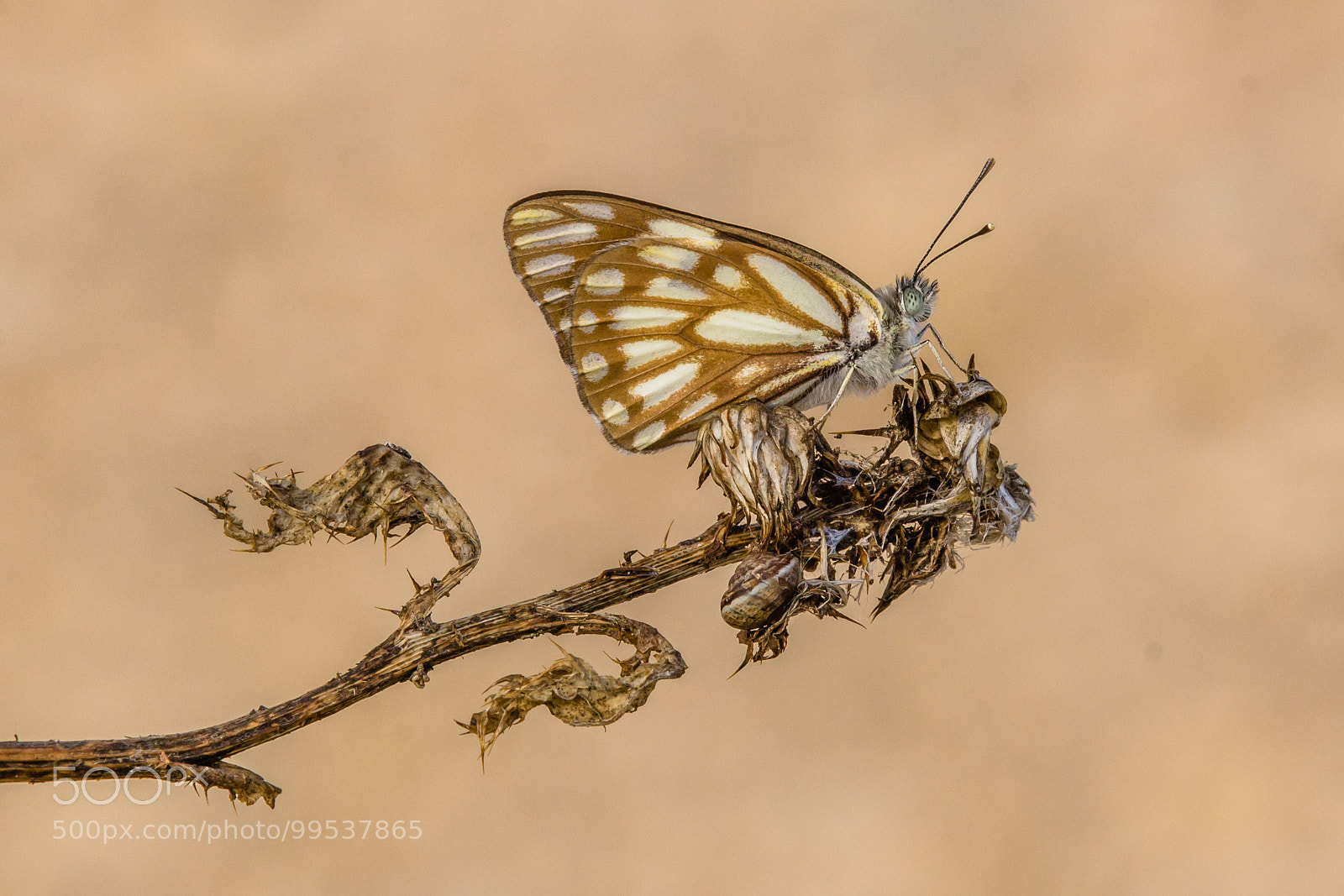 Canon EOS 60D sample photo. African caper white photography